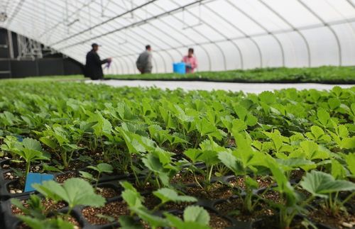 太空出差半年的農作物種子回家了，航天育種有何不同？